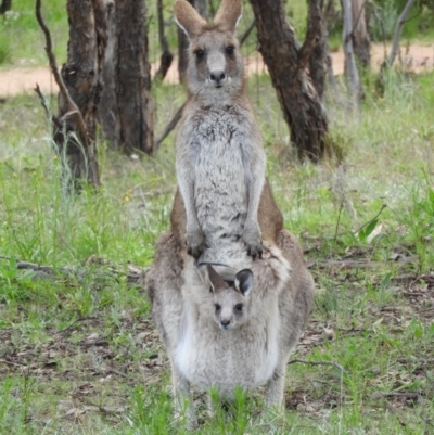 Macropus giganteus (Eastern Grey Kangaroo) at Mount Taylor - 3 Oct 2021 by MatthewFrawley