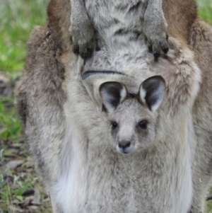 Macropus giganteus at Kambah, ACT - 3 Oct 2021 02:22 PM