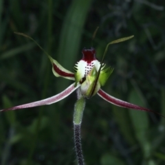 Caladenia atrovespa (Green-comb Spider Orchid) at Molonglo Valley, ACT - 5 Oct 2021 by jb2602