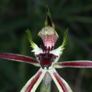 Caladenia atrovespa at Molonglo Valley, ACT - suppressed