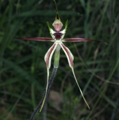 Caladenia atrovespa at Molonglo Valley, ACT - suppressed