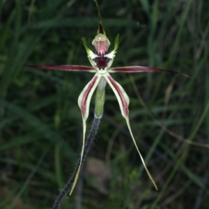 Caladenia atrovespa at Molonglo Valley, ACT - suppressed