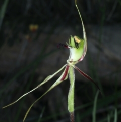 Caladenia atrovespa at Molonglo Valley, ACT - 5 Oct 2021