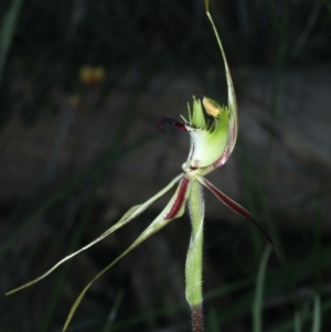 Caladenia atrovespa at Molonglo Valley, ACT - suppressed