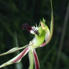 Caladenia atrovespa at Molonglo Valley, ACT - suppressed