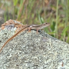 Ctenotus orientalis (Oriental Striped-skink) at Lower Molonglo - 3 Oct 2021 by TimotheeBonnet