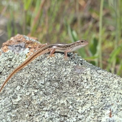 Ctenotus orientalis (Oriental Striped-skink) at Molonglo River Reserve - 3 Oct 2021 by TimotheeBonnet