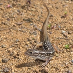 Ctenotus orientalis at Stromlo, ACT - 3 Oct 2021 11:20 AM