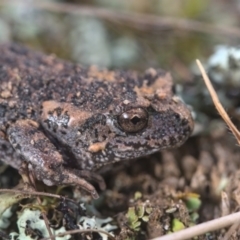 Uperoleia laevigata (Smooth Toadlet) at Goorooyarroo NR (ACT) - 9 Sep 2021 by TimotheeBonnet