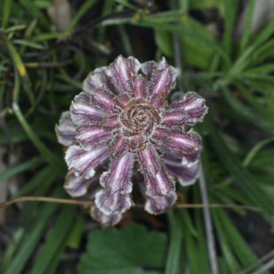 Orobanche minor (Broomrape) at Black Mountain - 4 Oct 2021 by jb2602