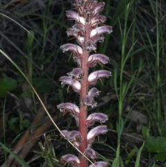 Orobanche minor at Downer, ACT - 5 Oct 2021 10:59 AM