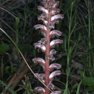 Orobanche minor at Downer, ACT - 5 Oct 2021