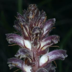 Orobanche minor at Downer, ACT - 5 Oct 2021