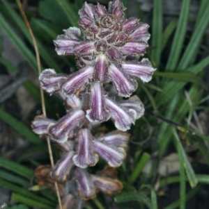 Orobanche minor at Downer, ACT - 5 Oct 2021 10:59 AM