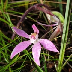 Caladenia carnea (Pink Fingers) at Mount Painter - 4 Oct 2021 by drakes