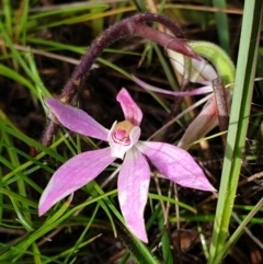 Caladenia carnea (Pink Fingers) at Cook, ACT - 4 Oct 2021 by drakes