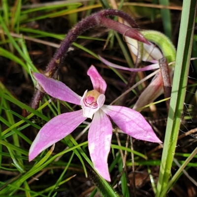 Caladenia carnea (Pink Fingers) at Cook, ACT - 4 Oct 2021 by drakes