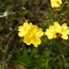 Hibbertia calycina (Lesser Guinea-flower) at Mount Taylor - 3 Oct 2021 by MatthewFrawley