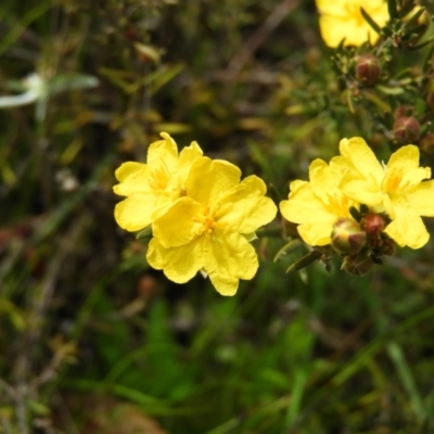 Hibbertia calycina (Lesser Guinea-flower) at Mount Taylor - 3 Oct 2021 by MatthewFrawley