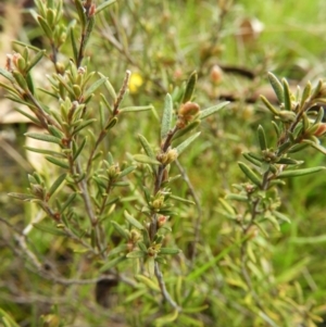 Hibbertia calycina at Kambah, ACT - 3 Oct 2021