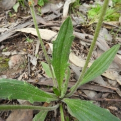 Plantago varia (Native Plaintain) at Mount Taylor - 3 Oct 2021 by MatthewFrawley