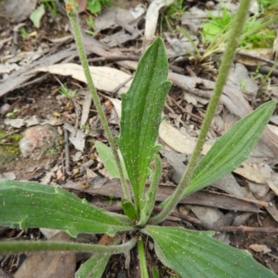 Plantago varia (Native Plaintain) at Fisher, ACT - 3 Oct 2021 by MatthewFrawley