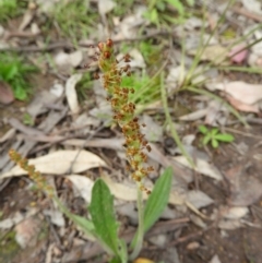 Plantago varia at Fisher, ACT - 3 Oct 2021 02:25 PM