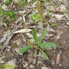 Plantago varia at Fisher, ACT - 3 Oct 2021 02:25 PM