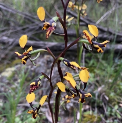 Diuris pardina (Leopard Doubletail) at Mount Majura - 4 Oct 2021 by Collyology