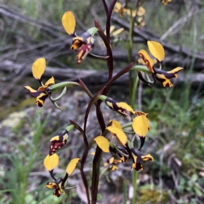 Diuris pardina (Leopard Doubletail) at Hackett, ACT - 5 Oct 2021 by Collyology
