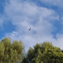 Aquila audax (Wedge-tailed Eagle) at Wodonga - 5 Oct 2021 by Kwarr