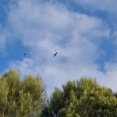 Aquila audax (Wedge-tailed Eagle) at Baranduda, VIC - 5 Oct 2021 by Kwarr