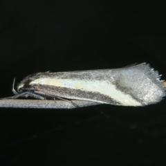 Philobota chrysopotama (A concealer moth) at Bonner, ACT - 3 Oct 2021 by jbromilow50