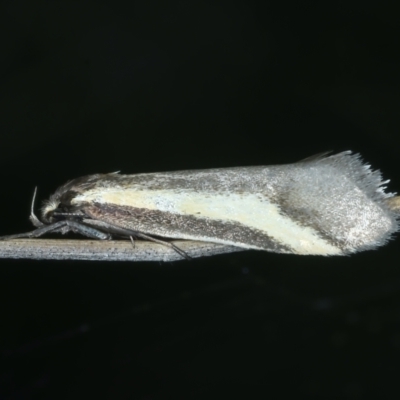 Philobota chrysopotama (A concealer moth) at Mulligans Flat - 3 Oct 2021 by jbromilow50
