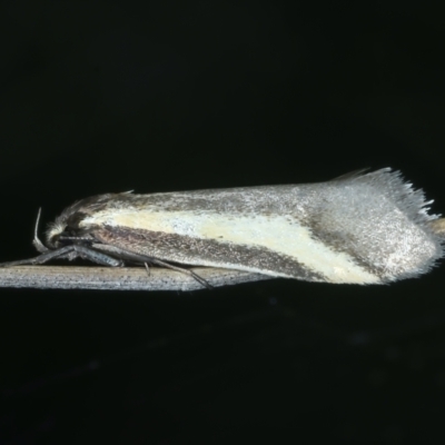 Philobota chrysopotama (A concealer moth) at Bonner, ACT - 4 Oct 2021 by jb2602