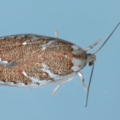 Euchaetis rhizobola (A Concealer moth (Wingia group)) at Ainslie, ACT - 3 Oct 2021 by jb2602