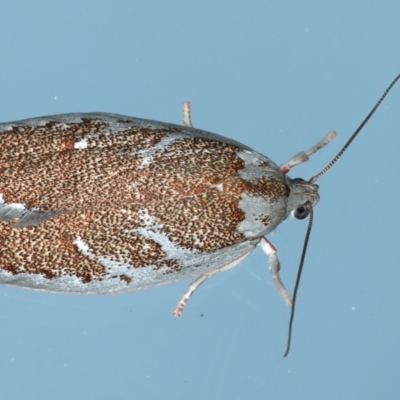 Euchaetis rhizobola (A Concealer moth (Wingia group)) at Ainslie, ACT - 3 Oct 2021 by jb2602