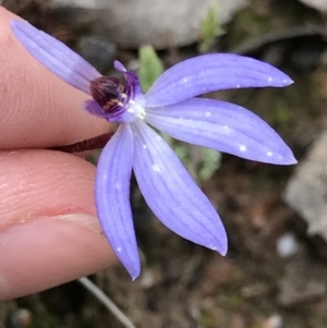 Cyanicula caerulea at Aranda, ACT - suppressed