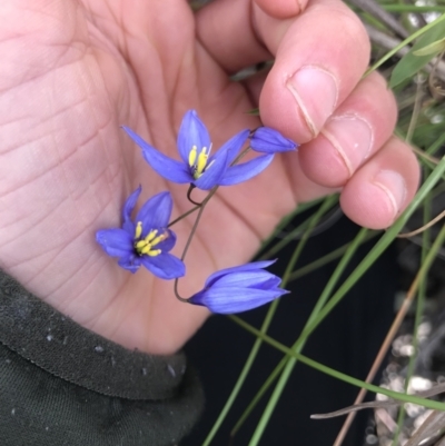 Stypandra glauca (Nodding Blue Lily) at Mount Painter - 5 Oct 2021 by MattFox