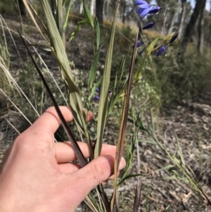 Stypandra glauca at Cook, ACT - 5 Oct 2021