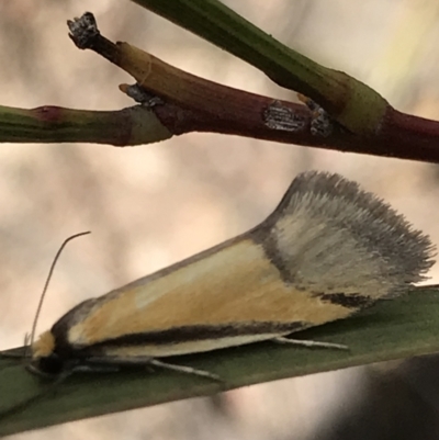 Philobota undescribed species near arabella (A concealer moth) at Aranda Bushland - 5 Oct 2021 by MattFox
