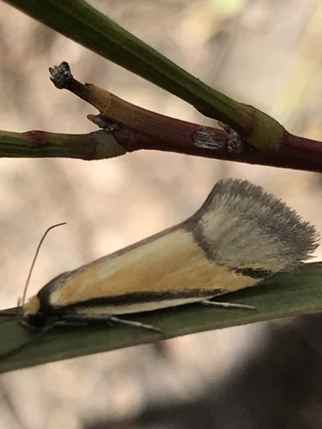 Philobota undescribed species near arabella at Aranda, ACT - 5 Oct 2021