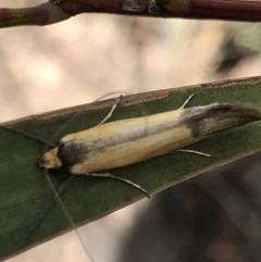 Philobota undescribed species near arabella at Aranda, ACT - 5 Oct 2021 02:51 PM