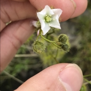 Drosera gunniana at Aranda, ACT - 5 Oct 2021