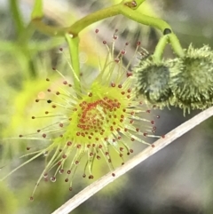 Drosera gunniana at Aranda, ACT - 5 Oct 2021 02:47 PM