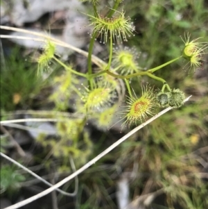 Drosera gunniana at Aranda, ACT - 5 Oct 2021