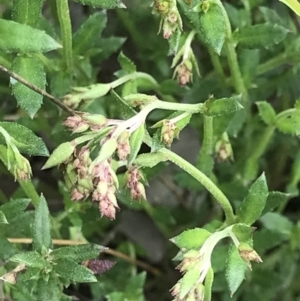 Gonocarpus tetragynus at Aranda, ACT - 5 Oct 2021