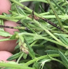 Gonocarpus tetragynus at Aranda, ACT - 5 Oct 2021