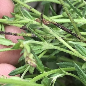 Gonocarpus tetragynus at Aranda, ACT - 5 Oct 2021