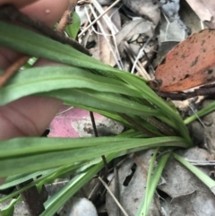 Microseris walteri at Aranda, ACT - 5 Oct 2021